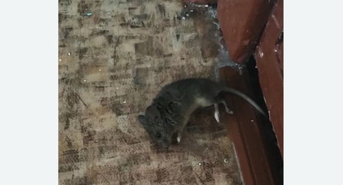 Дезинфекция от мышей в Белореченске