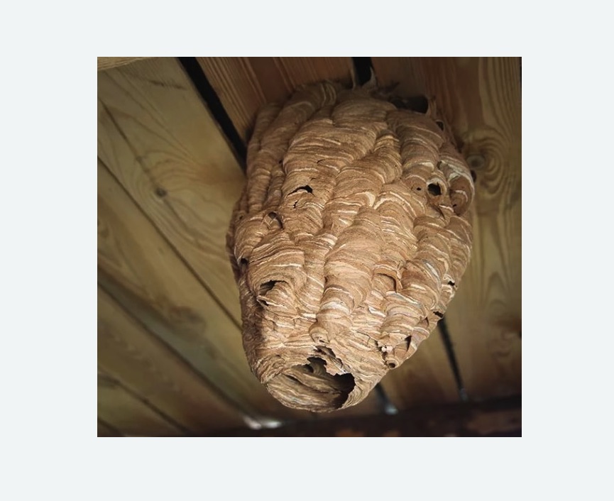 обработка от шершней в Белореченске