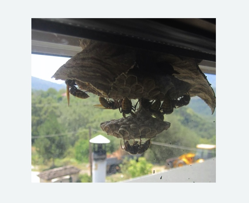 Уничтожение гнёзд шершней в Белореченске