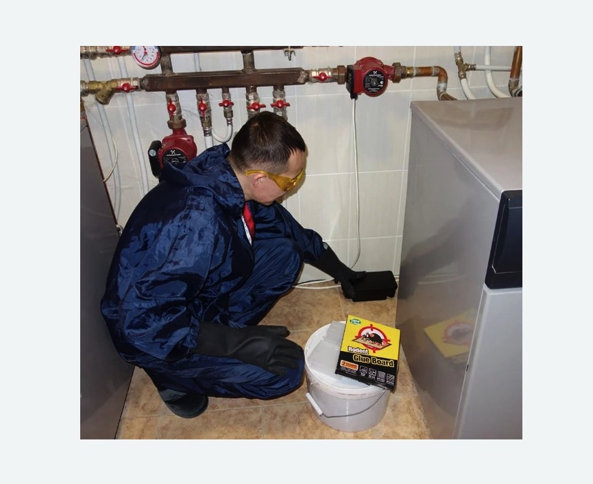 Уничтожение крыс в Белореченске