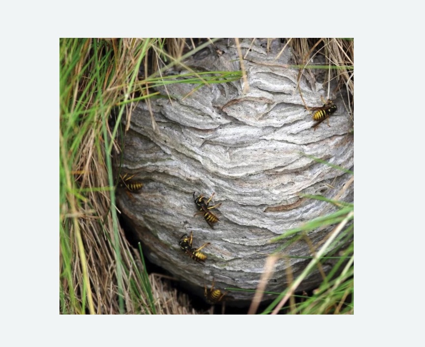 Уничтожение ос и ульев в Белореченске